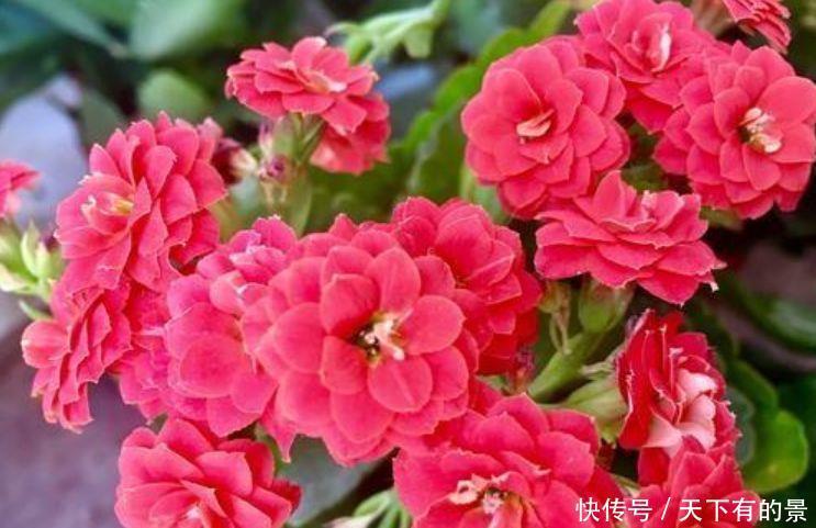 花量超大的4种花,浇点水就呼呼长,开花满盆,超美的