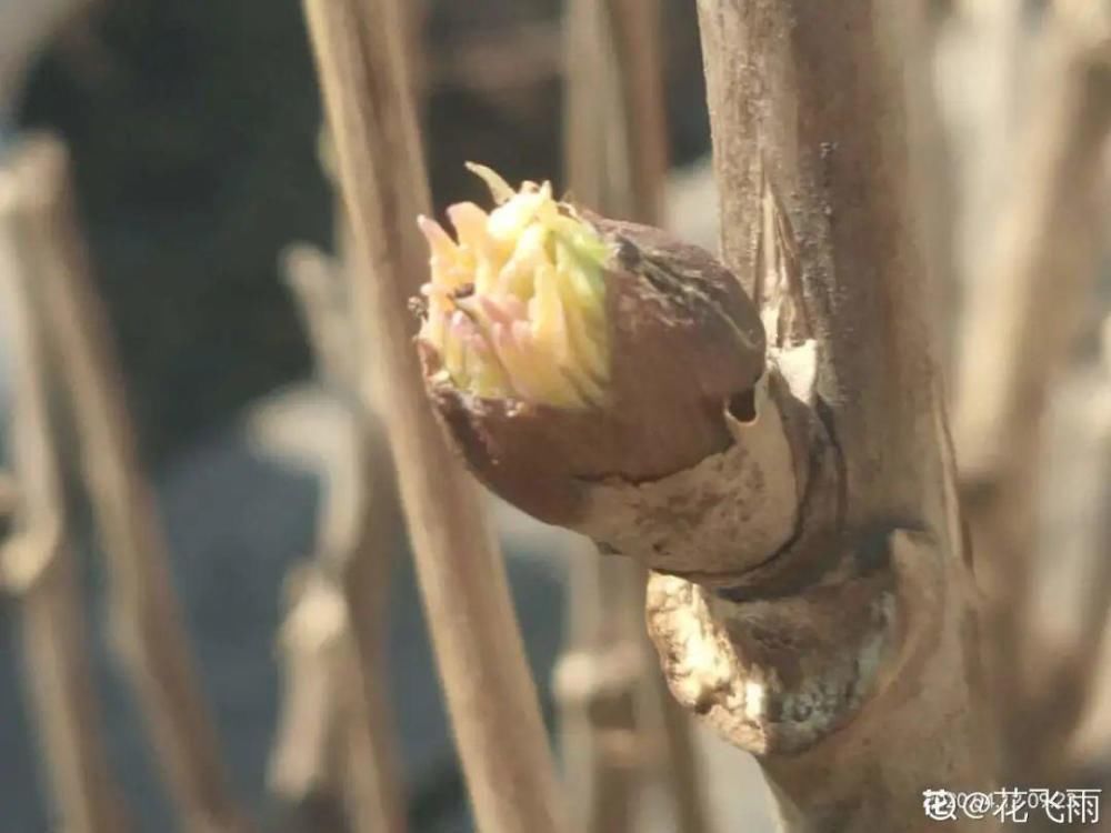 休眠|9种花,必须低温春化,冻满1个月以上才行!