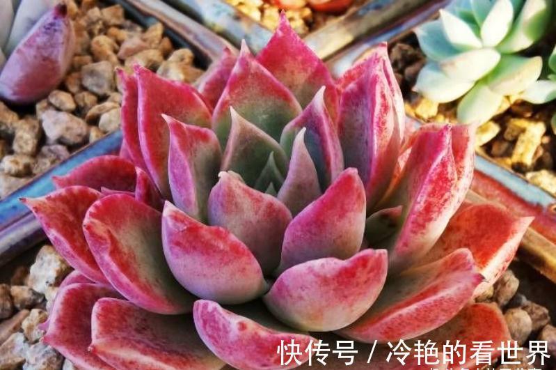 10月养多肉,5种情况需要翻盆,简单3步,生根快重新变美