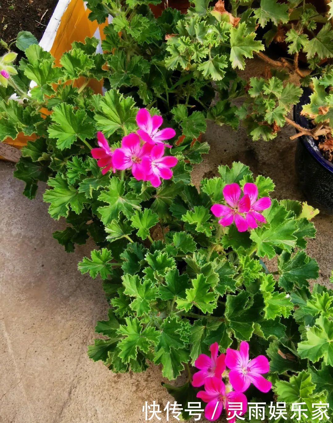 70岁老妈,一天也闲不住,院子里种满了花!