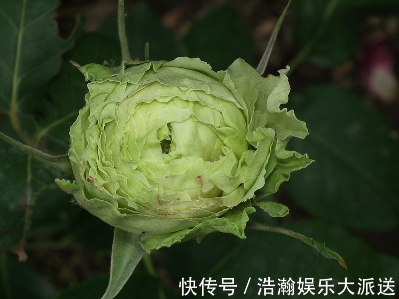 与众不同的玫瑰花,名字叫做绿柠檬,开花如绿色精灵灵动可爱