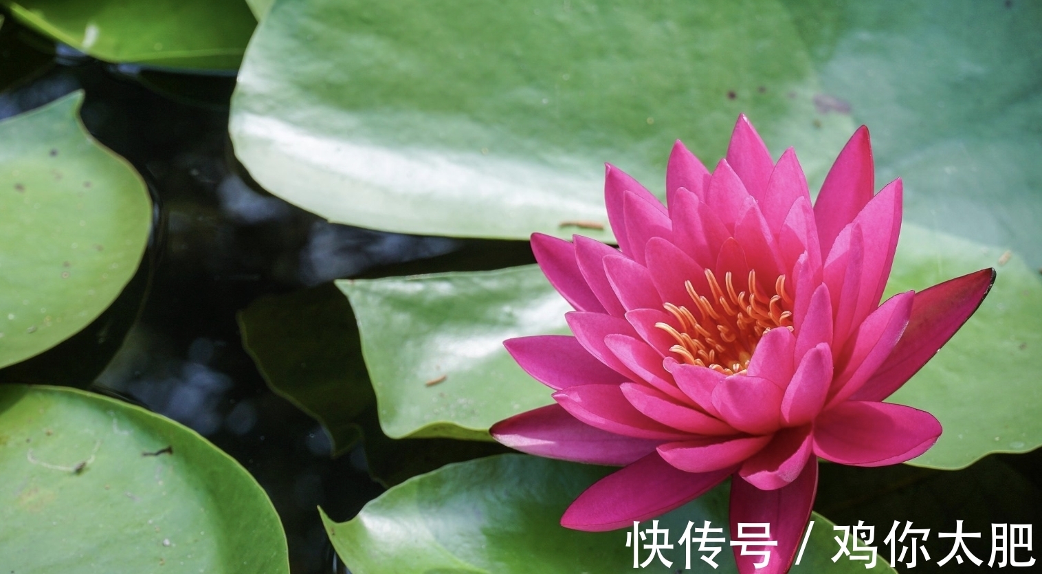 地久天长|8月,思念微凉,相思难忘,不舍旧情,3生肖桃花灿烂,地久天长