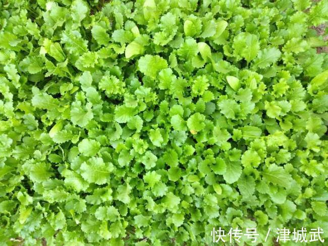 这菜包饺子真好吃，才2块钱一斤，鲜美多汁比肉馅饺子都好吃