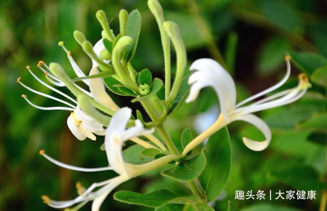 皮肤瘙痒|单方一味,气死名医!10个单味药的小偏方,横扫疾病,值得点赞!