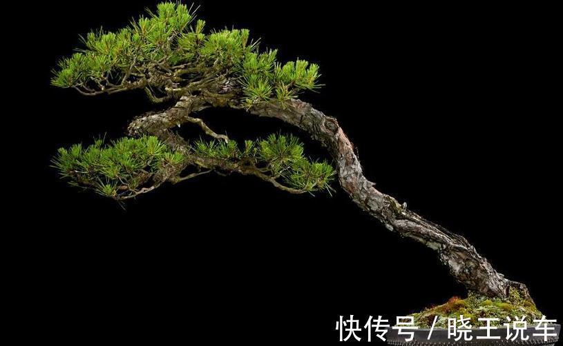 盆景|阳台庭院的六种松类盆景,让你的生活充满禅意