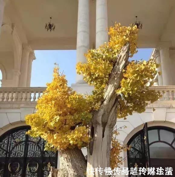 苍劲|这3种盆景可以养成传家宝，再穷也要养，越老越值钱！