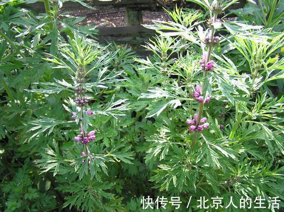 保养|女人来大姨妈时,用此物泡水喝,保养子宫,活血调经,远离妇科病