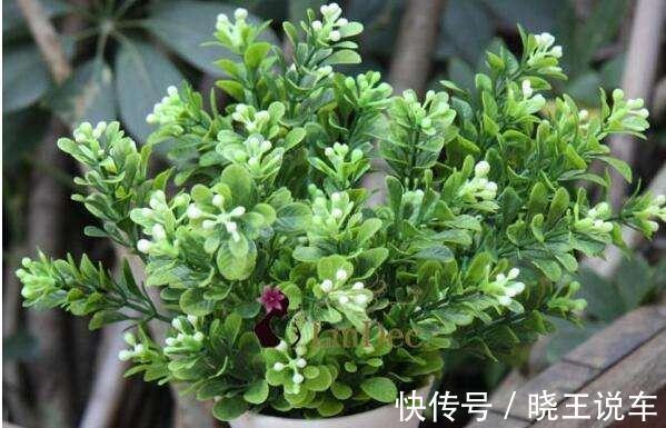 塑料袋|盆栽米兰如何越冬