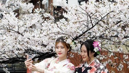 日本的国花是菊花 为何大多数日本人却对樱花情有独钟呢 快资讯