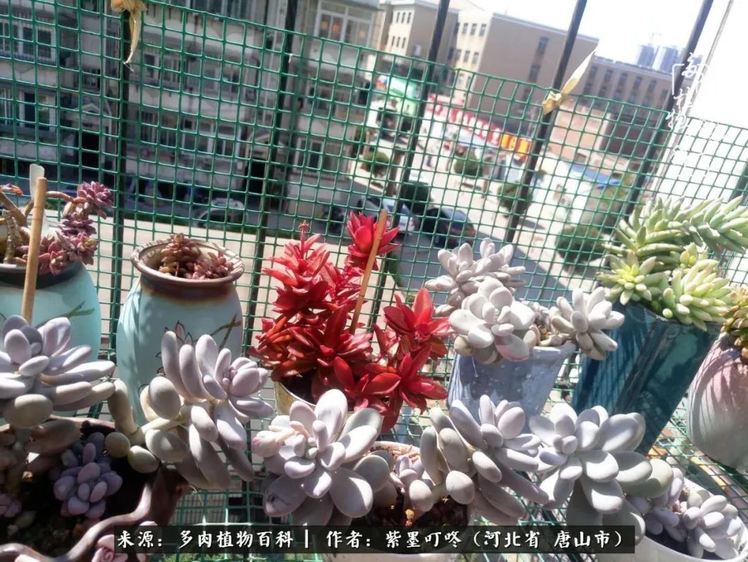 从平凡中寻找美感,从噪杂中寻找宁静——多肉给予我的心灵疗愈!