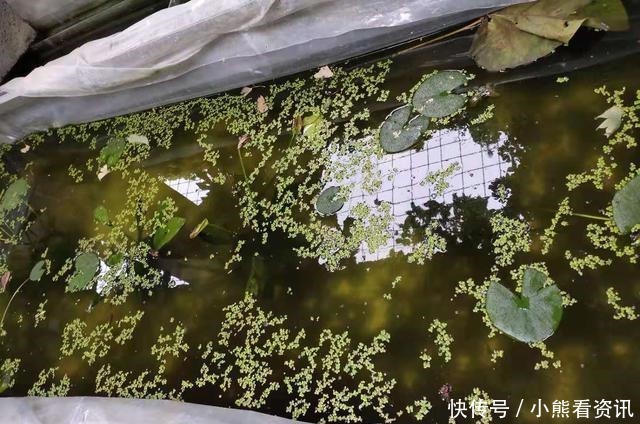 热带鱼|热带观赏鱼饲养的两个最为忌讳的问题,我们必须注意