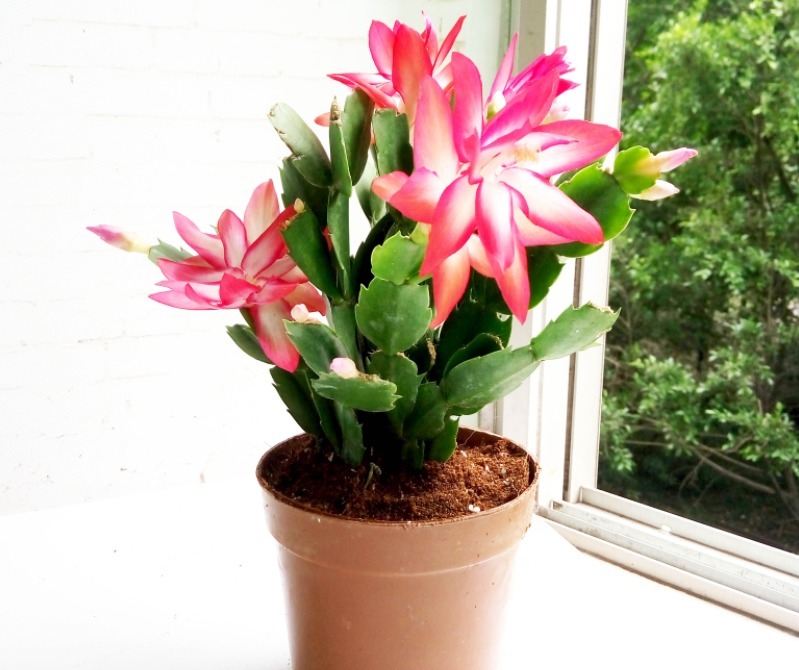 花钱买蟹爪兰傻,有点经验的人靠叶插,一下子育出多盆