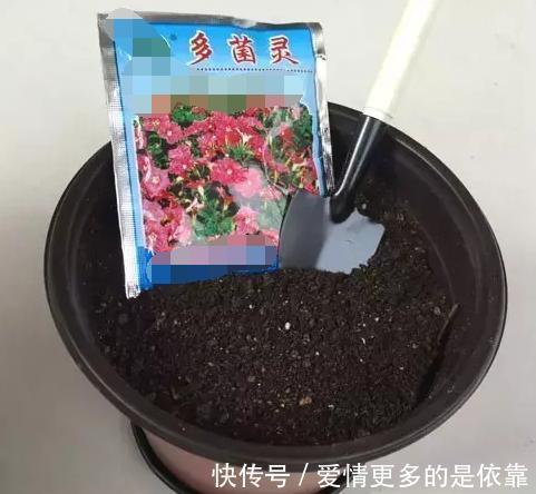 如何保障养花土的安全性学会这3妙招,不花钱就能杀菌消毒