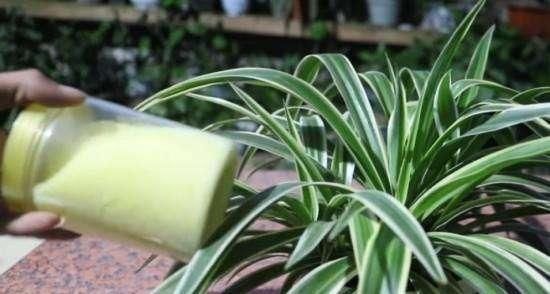 吊兰|养吊兰做好这几点,不会干尖黄叶,还能从中抽新枝