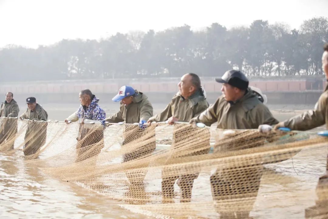 南北齐发！冬捕大场面来了