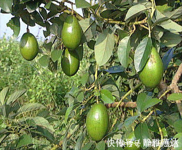 蔬菜|常吃此几类水果蔬菜，有效加强记忆，改善睡眠，爱吃的人有福了！