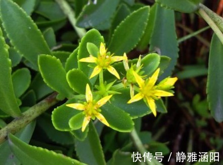 痢疾|医生提醒常吃以下3种野菜，能补血，养心平肝，治痢疾，早点知