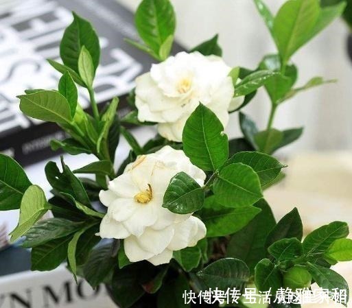 平哥|什么花生壳、柳树皮都不如这“2种肥”，盆里埋一点，养啥都爆盆！