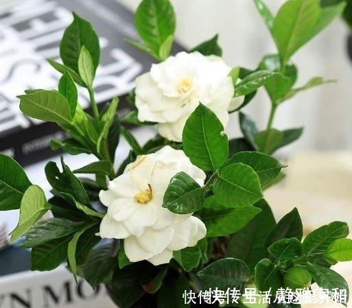什么花生壳、柳树皮都不如这“2种肥”,盆里埋一点,养啥都爆盆!