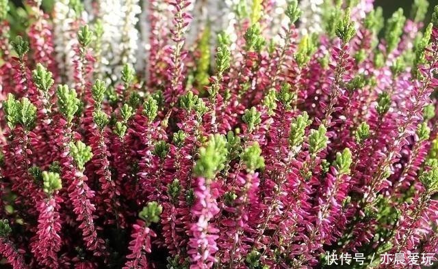 叶子|这花被称为“北海道彩虹草”,-30℃环境也能活,叶子还能变颜色