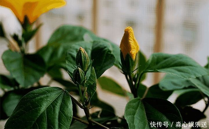 花期|两种花能开180天,8月养2盆天天有花看,真漂亮