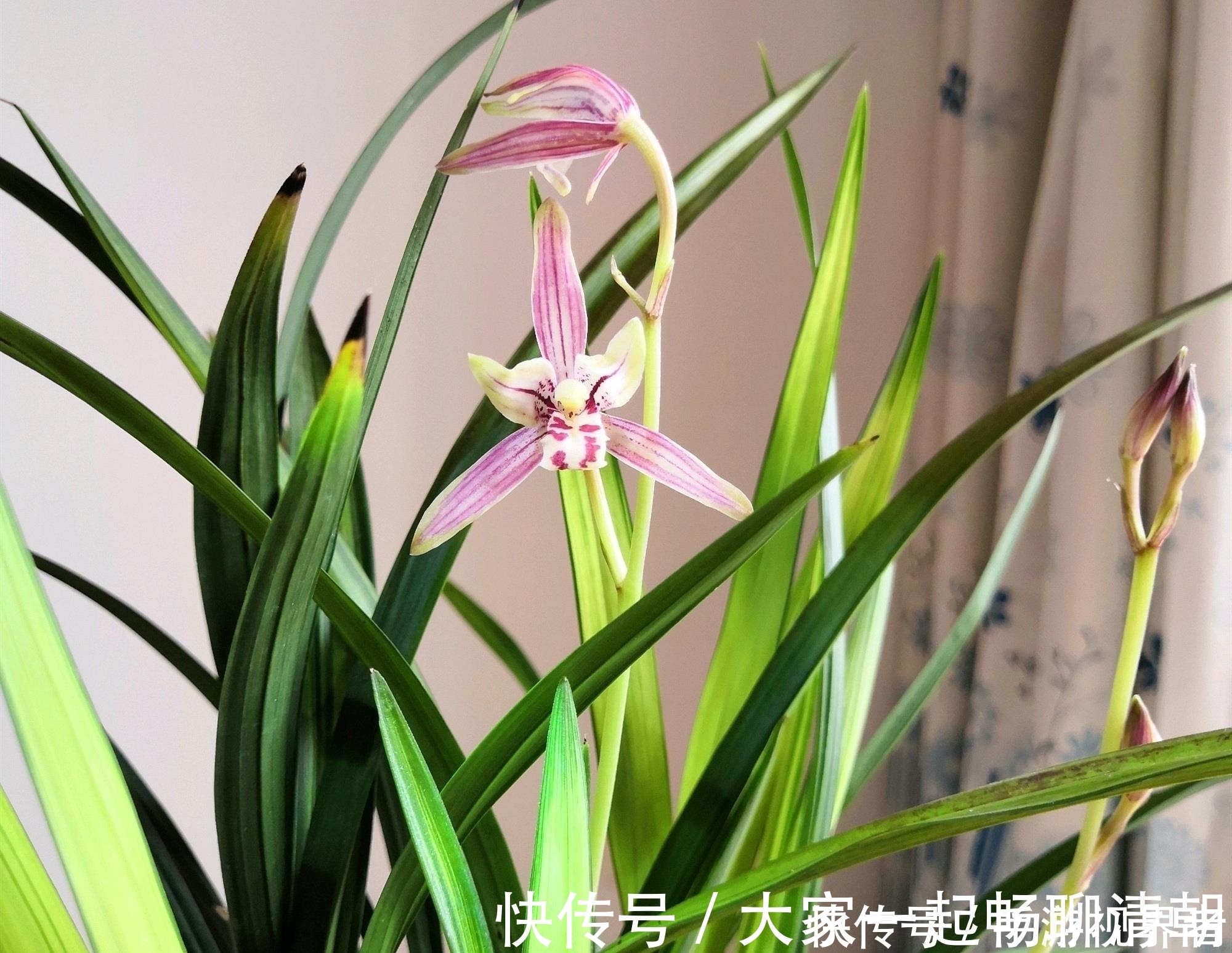 绿油|兰花夏季要断水,学会这样浇水,根系健壮,叶子绿油