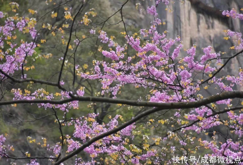 紫色花海迷人眼，赏花攻略已送达，只待君来