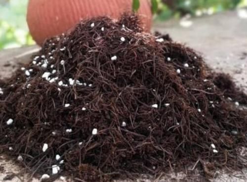 盆栽君子兰，这3方面全做对了，才能“攻克”不开花的难题