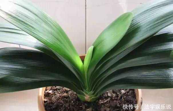 蟹爪兰不开花就关“小黑屋”,而君子兰不开花却得做好这些!