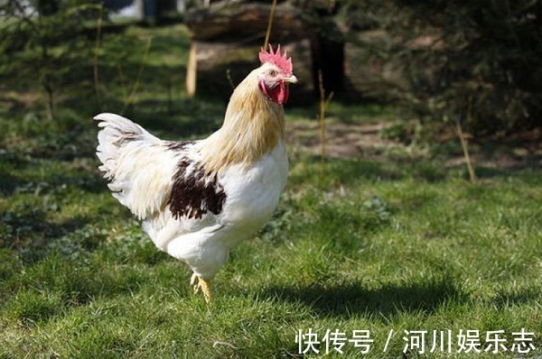 生肖|10鸡9不全揭秘69年生肖鸡的毕生寿命，过了51岁后什么命