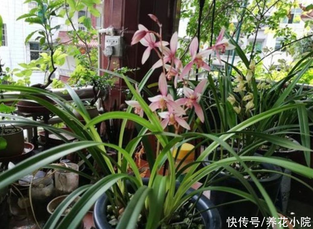 新芽|立秋以后，兰花开始冒花芽，4件事要做好
