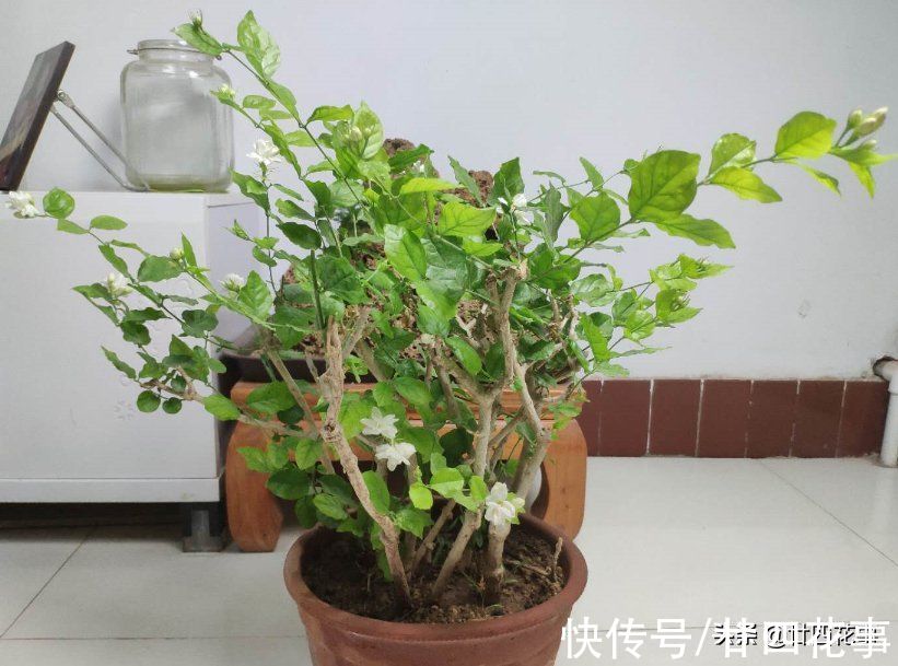 入冬后养茉莉,要“保守静养”,遵守2个规矩,不注意开春收空盆