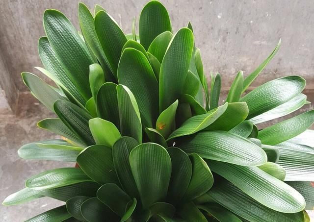 养君子兰用个窍门,不花钱也能种出十盆绿油油、开花多的君子兰