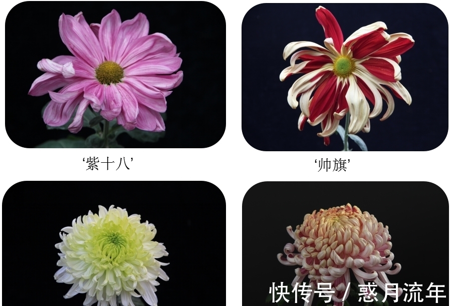 科学家&让科学家头疼的花,它高低得算一个