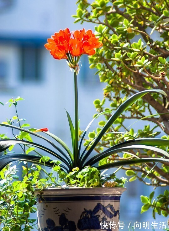 君子兰|君子兰害怕五件事,新手经常犯,难怪越养越糟糕