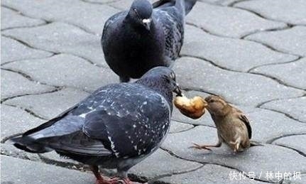 来看|快来看啊,我抓到了一群吃货!真是吃出新境界!