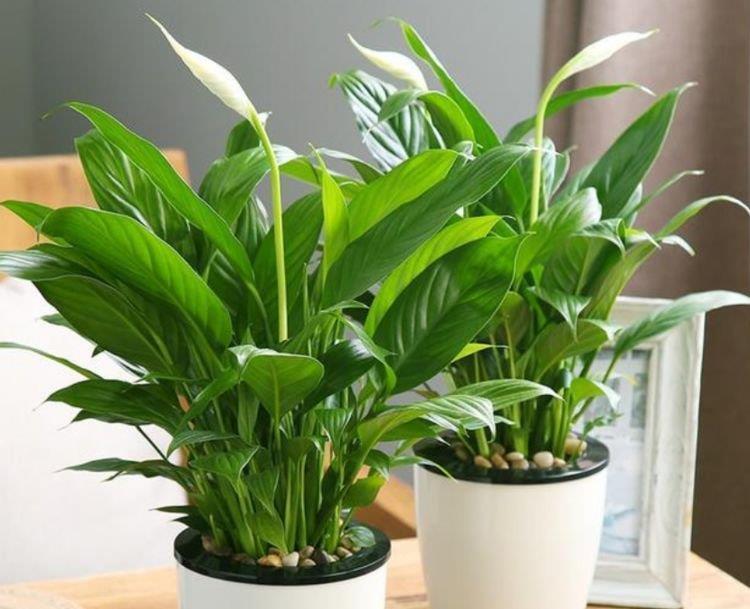 “4种花”养家里,空气1级棒,吸甲醛、杀病菌,枝繁叶茂