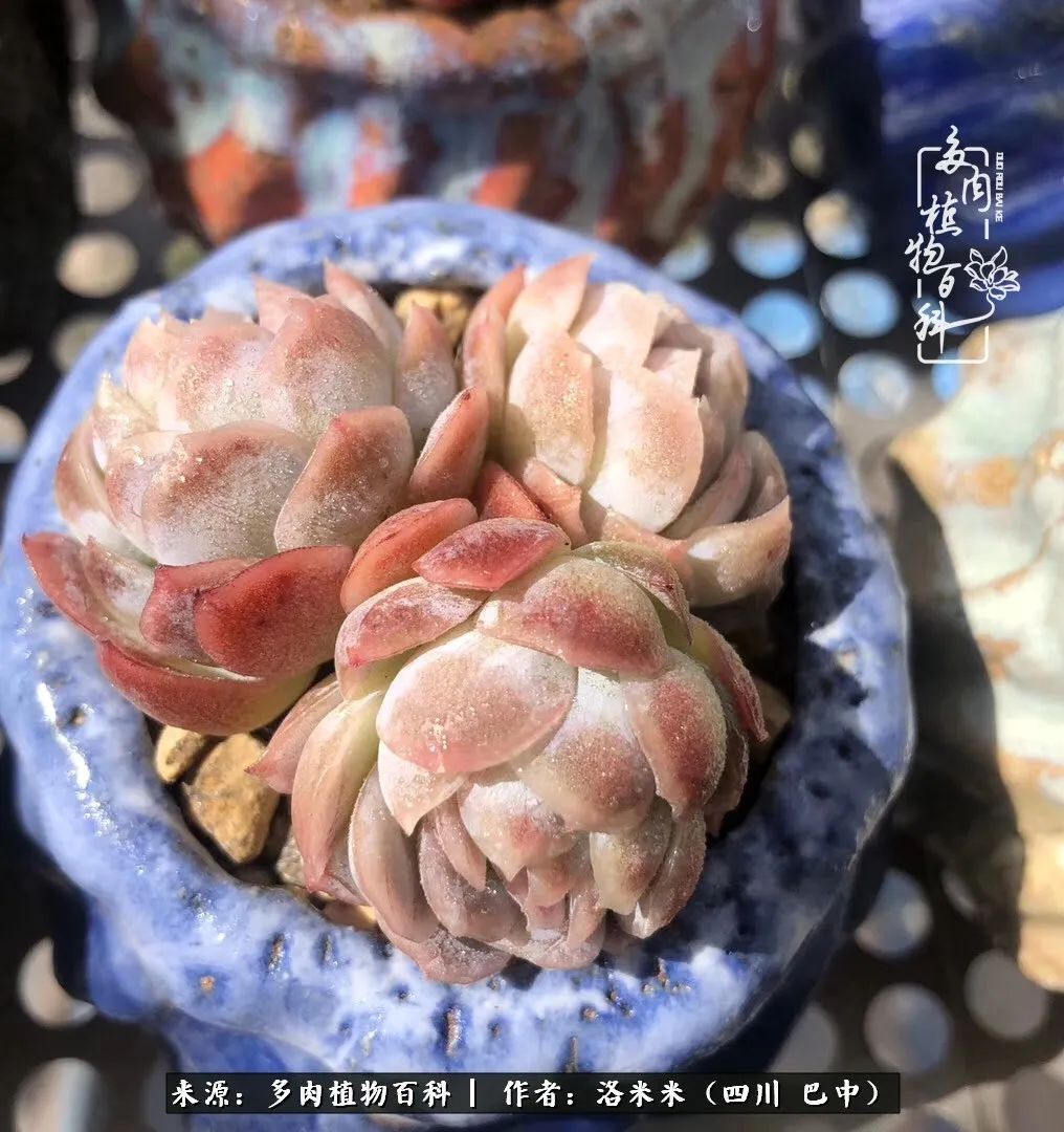 时间是多肉最好的滤镜!附个人养护经验!