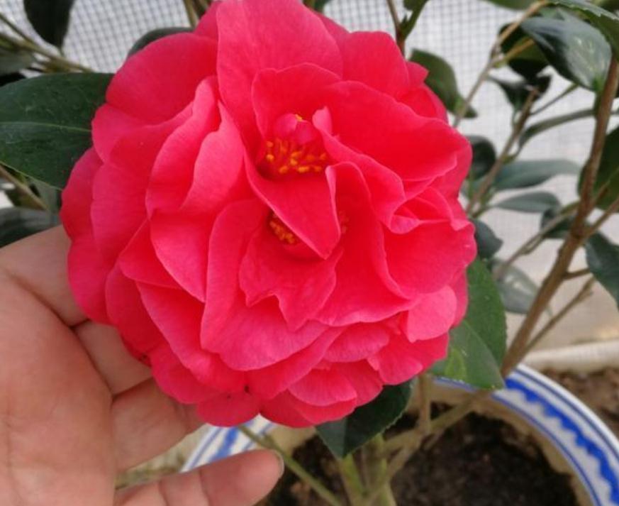 能够忍受零下30度低温的四季茶花,全年露养,打理简单,开花美