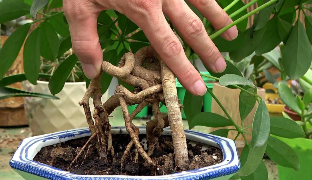 土壤|出门遛弯捡点它回家,一处理养花,植物长得又旺又壮