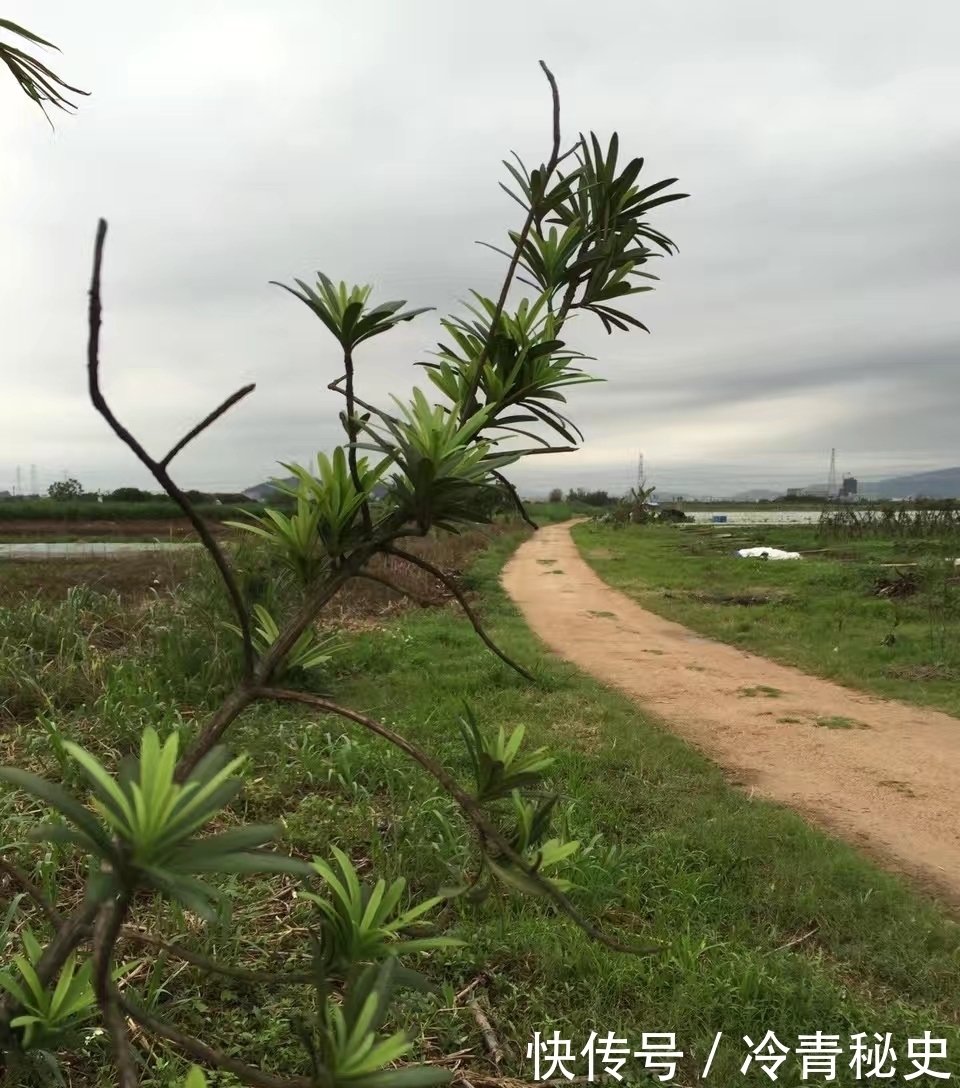 忙种|芒种——又叫“忙种”,是 二十四节气中的第九个节气