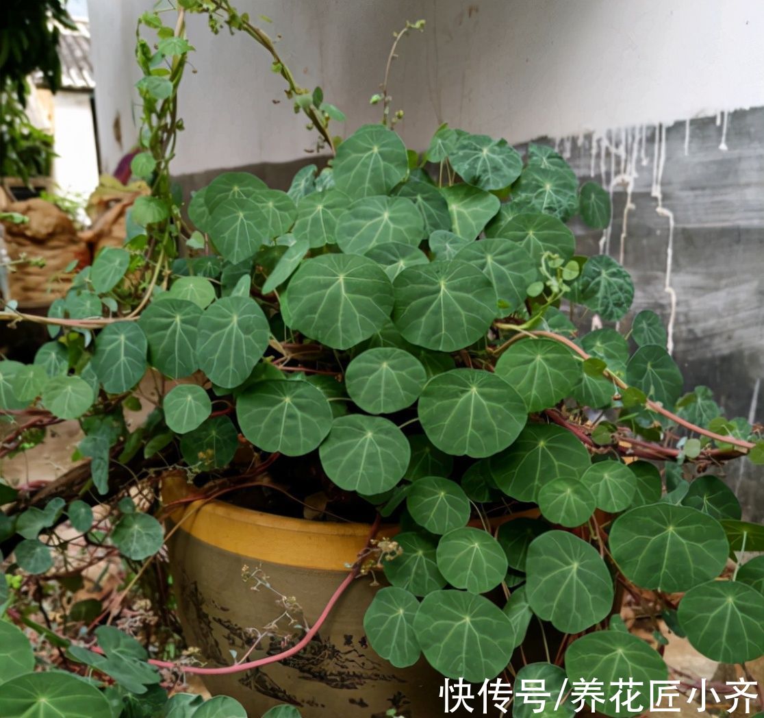 养花4种水,冬季养花不要用,它是肥但不是你这样使用