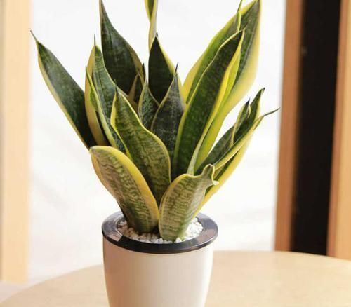 虎皮兰|天冷养虎皮兰,做到这些,室内盆栽照样呼呼窜新芽,幼苗挤满盆