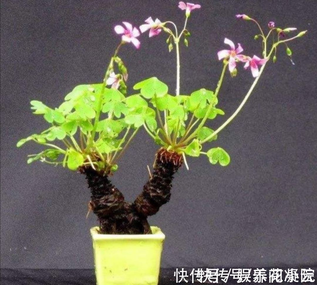植物|外面遇到6种“小植物”,把它养成“小盆景”,摆在桌面清新自然