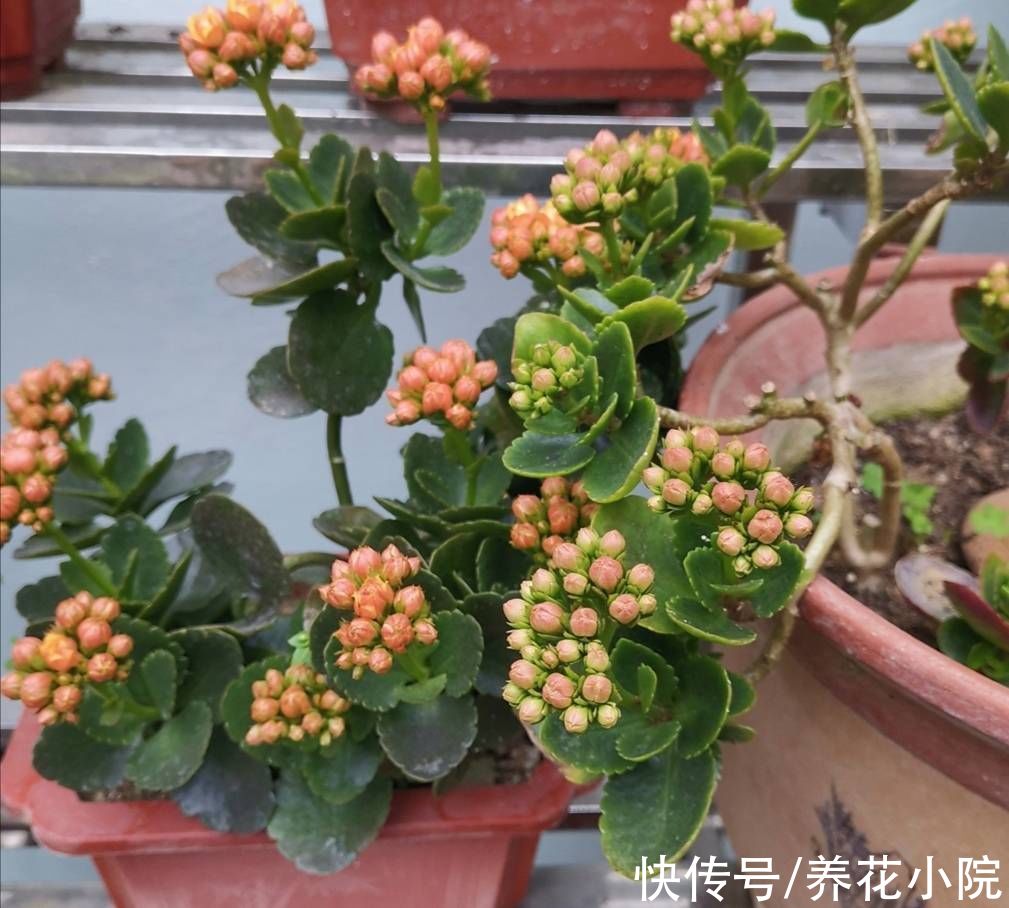 花芽|秋天养这3种花，不要修剪得太晚，不然影响孕蕾开花