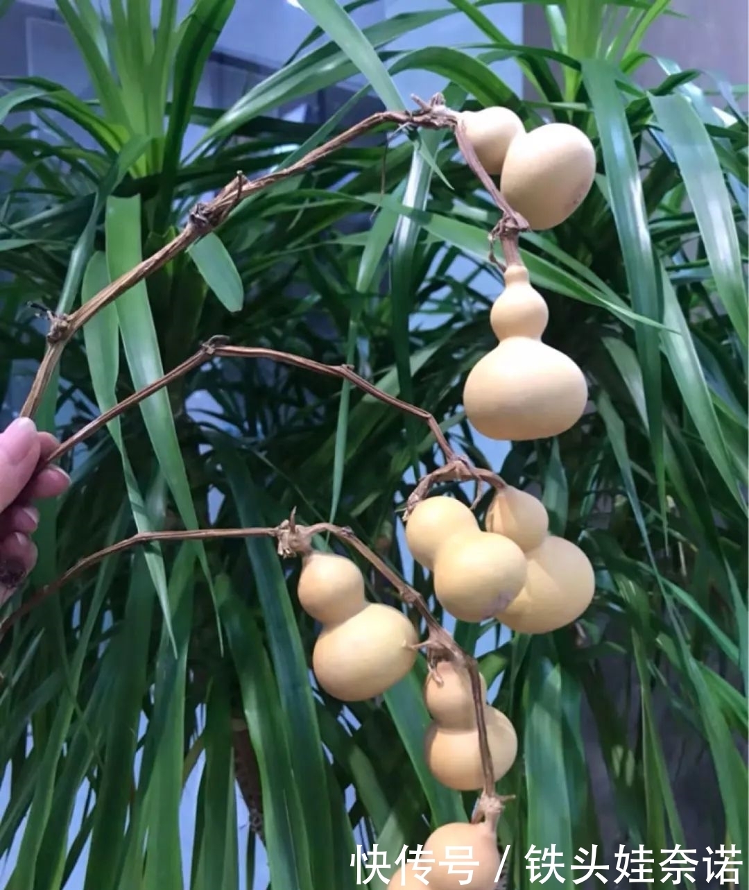 2021养盆镇宅花,当做守护神,好运进来,霉运离开!