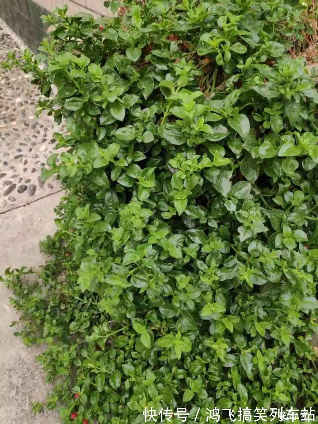 太阳花|养到烦人的花,盆都不够用,扔掉还很心疼