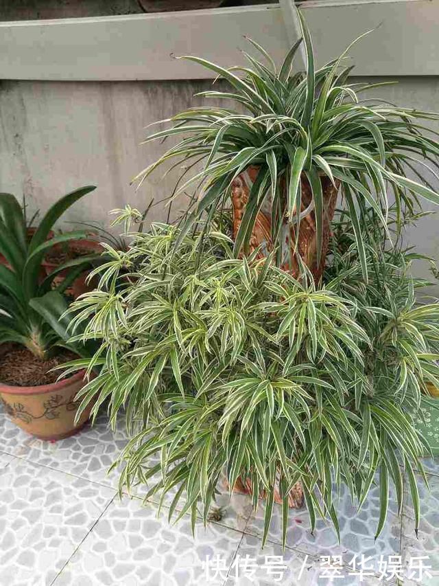 瓶子|文竹掐个枝,找个瓶子插水里,三天就冒小笋芽