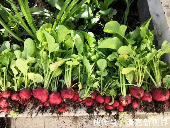 养花|3种“水果”蔬菜，阳台就能种，青脆爽口，老人小孩都爱吃！