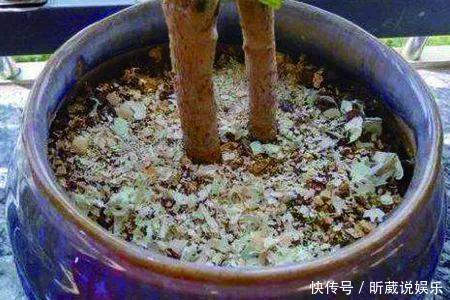 4种垃圾不会分类别担心，埋在花盆底，叶子绿得直滴油！